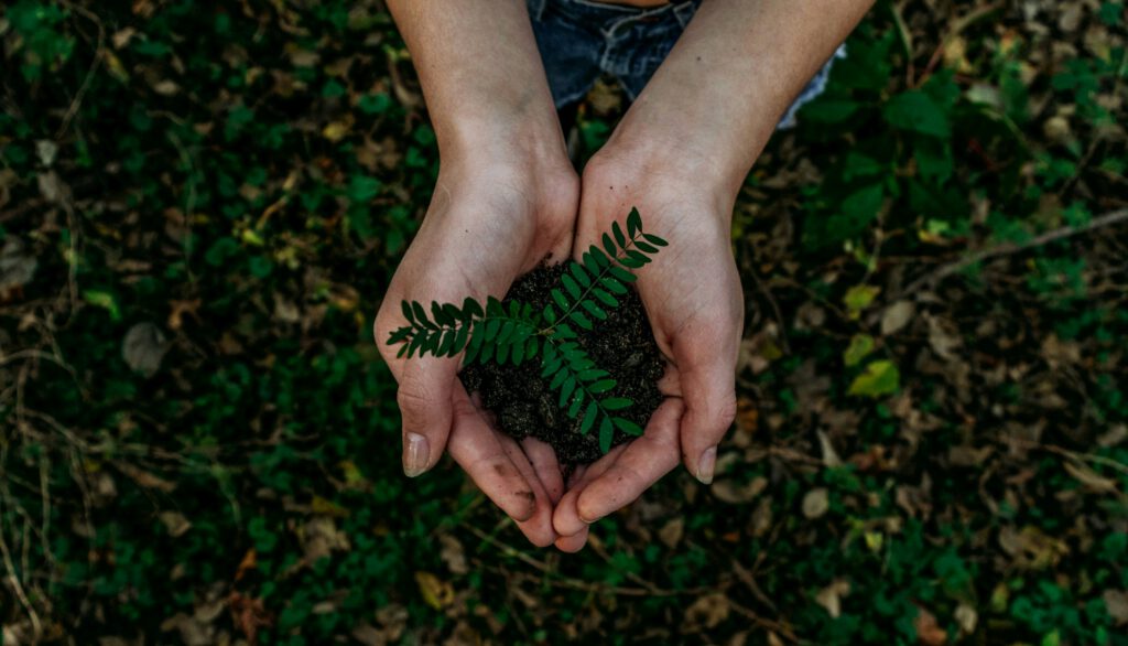 Duas mãos em concha a segurar terra e uma pequena planta
