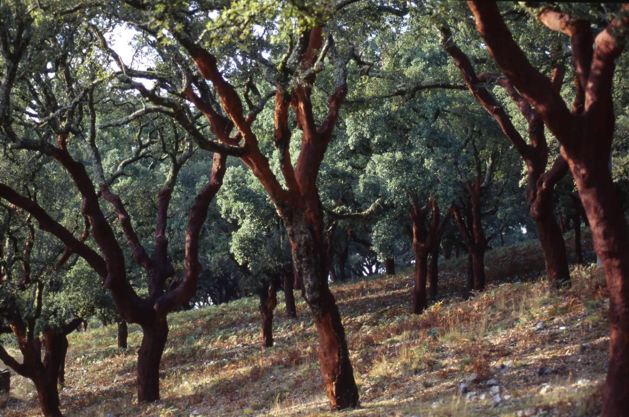 Bosque de sobreiros num montado, com luz filtrada pelas copas