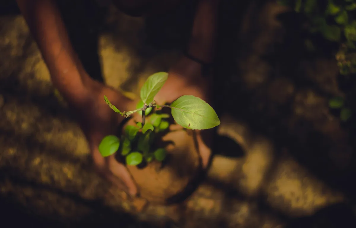 Mãos a plantar uma muda num vaso