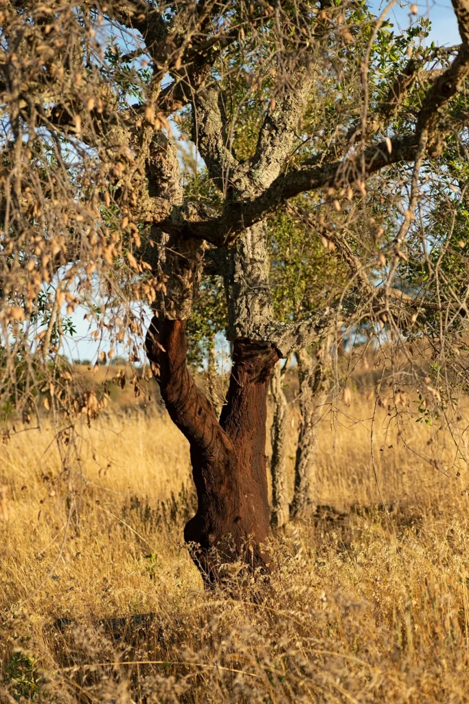 Sobreiro no montado alentejano