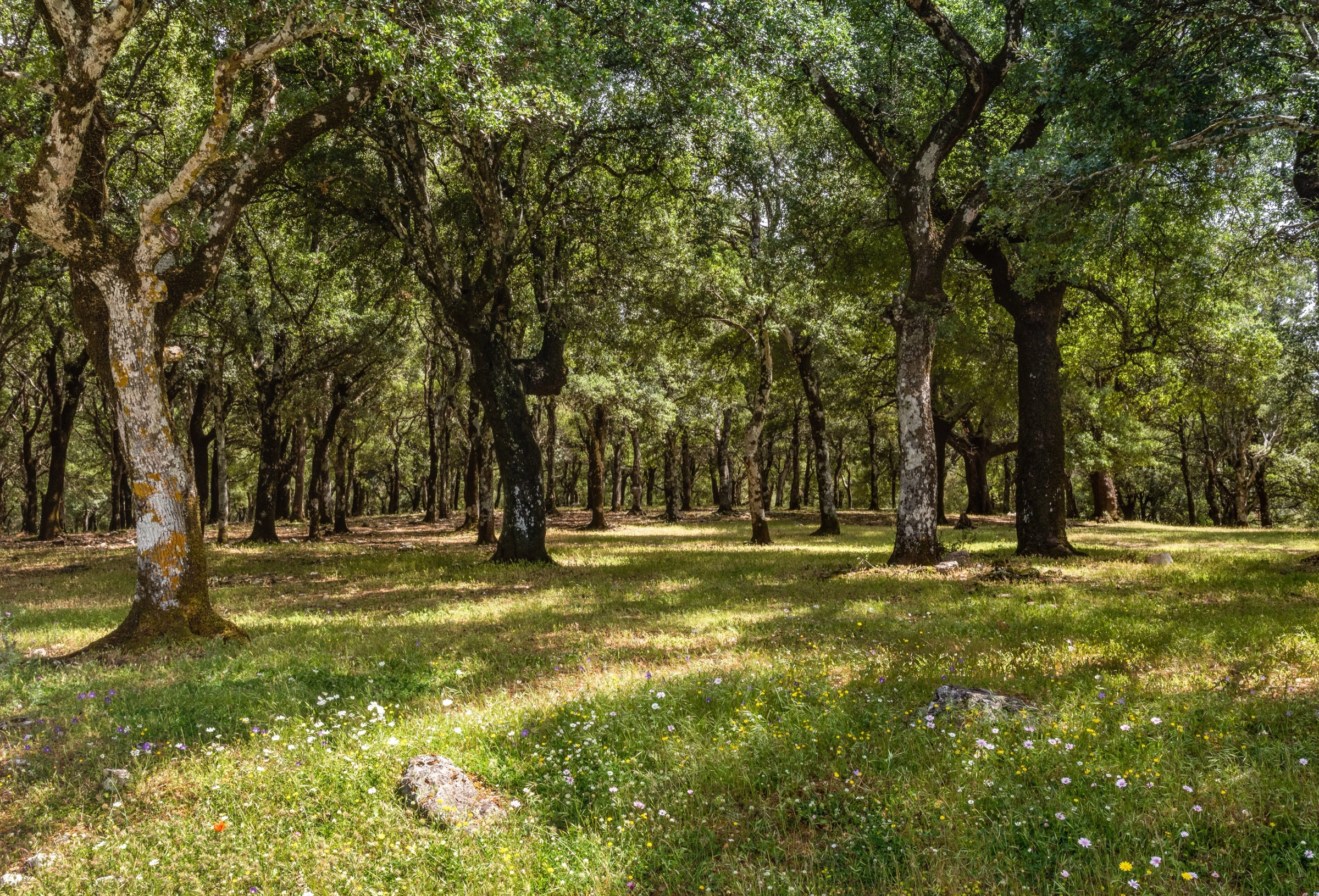 Montado de sobreiros, com luz a filtrar entre as árvores e erva verde no chão