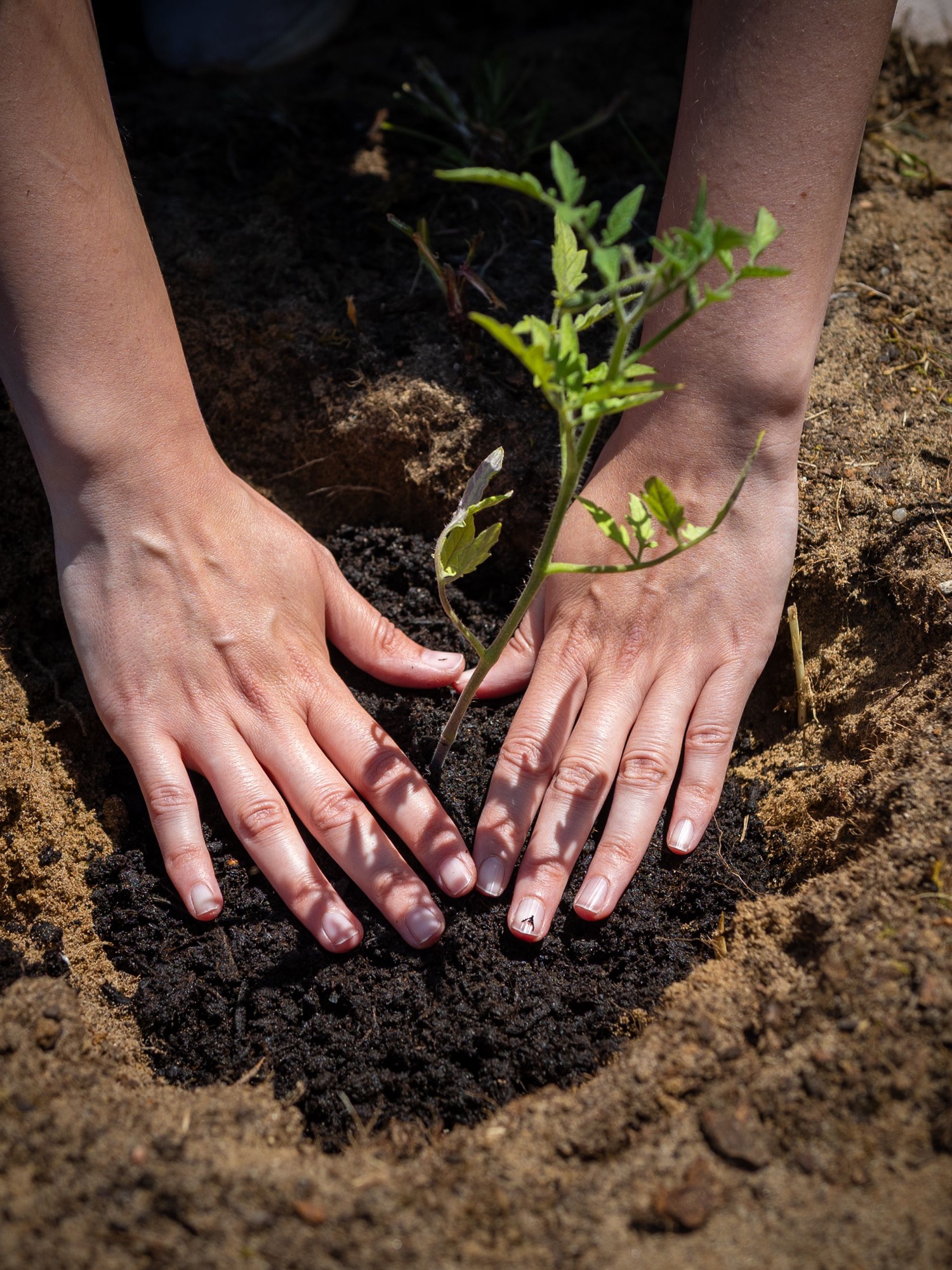 Duas mãos a plantar uma pequena planta na terra