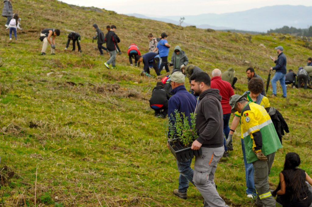 Pessoas a plantar árvores numa encosta de erva, uma delas a segurar várias plantas