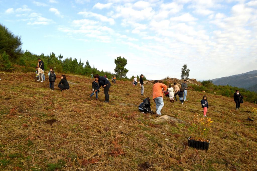 Pessoas a plantar árvores numa encosta de erva seca, com o céu azul ao fundo