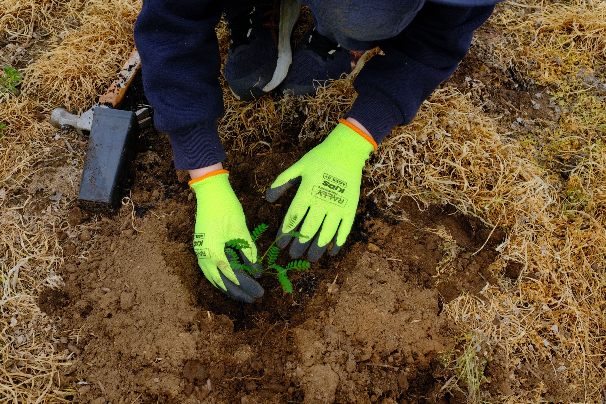 Mãos com luvas verdes a plantar uma muda na terra